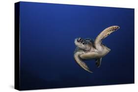 Green Turtle-Barathieu Gabriel-Stretched Canvas