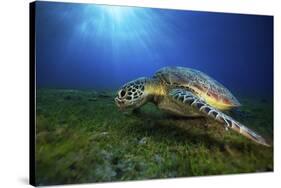 Green Turtle-Barathieu Gabriel-Stretched Canvas