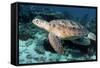 Green Turtle-Georgette Douwma-Framed Stretched Canvas