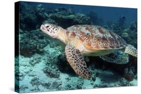 Green Turtle-Georgette Douwma-Stretched Canvas