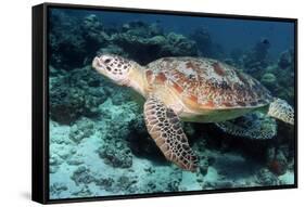 Green Turtle-Georgette Douwma-Framed Stretched Canvas