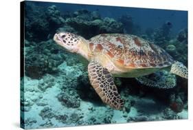 Green Turtle-Georgette Douwma-Stretched Canvas