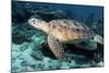 Green Turtle-Georgette Douwma-Mounted Premium Photographic Print