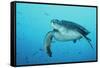 Green Turtle-null-Framed Stretched Canvas