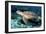 Green Turtle-Georgette Douwma-Framed Photographic Print