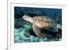 Green Turtle-Georgette Douwma-Framed Photographic Print