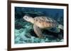 Green Turtle-Georgette Douwma-Framed Photographic Print