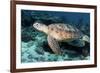 Green Turtle-Georgette Douwma-Framed Photographic Print