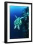 Green Turtle-Matthew Oldfield-Framed Photographic Print