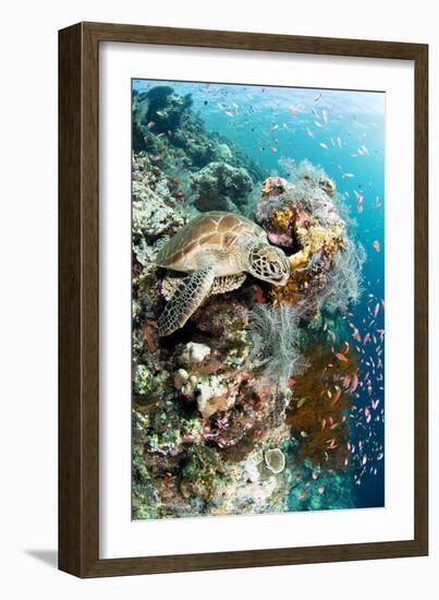 Green Turtle-Matthew Oldfield-Framed Photographic Print