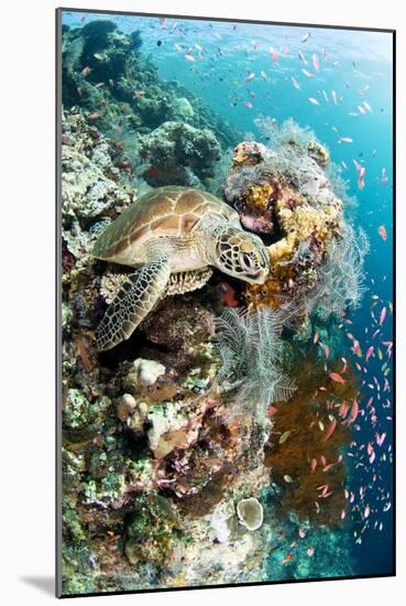 Green Turtle-Matthew Oldfield-Mounted Photographic Print