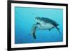 Green Turtle-null-Framed Photographic Print