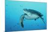 Green Turtle-null-Mounted Photographic Print