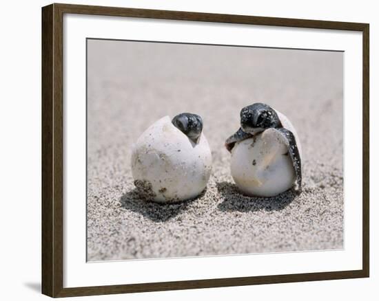 Green Turtle-null-Framed Photographic Print