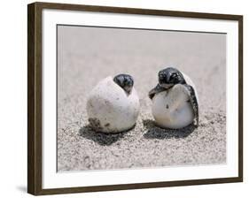 Green Turtle-null-Framed Photographic Print