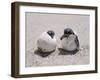 Green Turtle-null-Framed Photographic Print