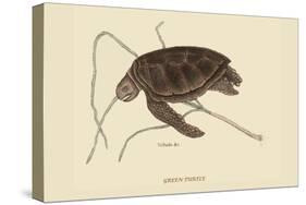 Green Turtle-Mark Catesby-Stretched Canvas