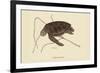 Green Turtle-Mark Catesby-Framed Art Print