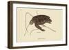 Green Turtle-Mark Catesby-Framed Art Print