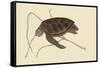 Green Turtle-Mark Catesby-Framed Stretched Canvas