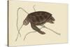 Green Turtle-Mark Catesby-Stretched Canvas