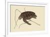 Green Turtle-Mark Catesby-Framed Premium Giclee Print