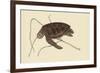 Green Turtle-Mark Catesby-Framed Premium Giclee Print