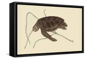 Green Turtle-Mark Catesby-Framed Stretched Canvas