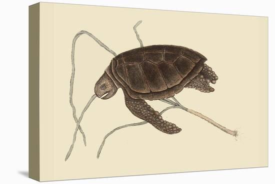 Green Turtle-Mark Catesby-Stretched Canvas