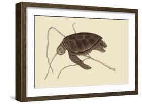 Green Turtle-Mark Catesby-Framed Art Print