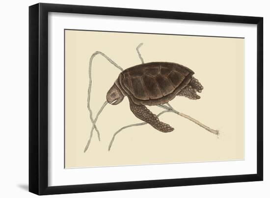 Green Turtle-Mark Catesby-Framed Art Print