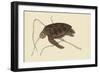 Green Turtle-Mark Catesby-Framed Art Print