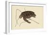 Green Turtle-Mark Catesby-Framed Art Print