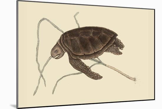 Green Turtle-Mark Catesby-Mounted Art Print