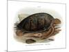 Green Turtle-null-Mounted Giclee Print