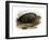 Green Turtle-null-Framed Giclee Print