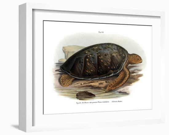 Green Turtle-null-Framed Giclee Print