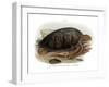 Green Turtle-null-Framed Giclee Print