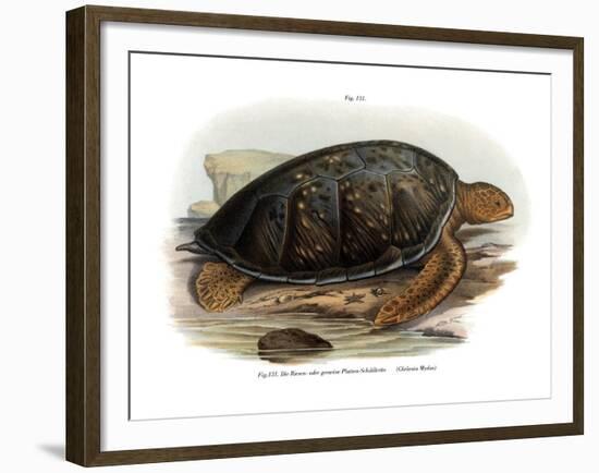 Green Turtle-null-Framed Giclee Print