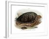 Green Turtle-null-Framed Giclee Print