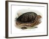 Green Turtle-null-Framed Giclee Print