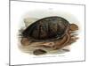 Green Turtle-null-Mounted Giclee Print