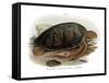 Green Turtle-null-Framed Stretched Canvas