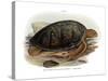 Green Turtle-null-Stretched Canvas