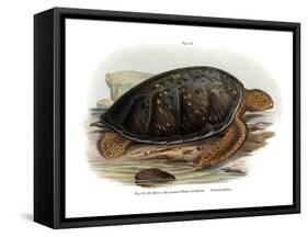 Green Turtle-null-Framed Stretched Canvas