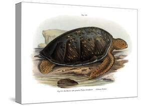 Green Turtle-null-Stretched Canvas