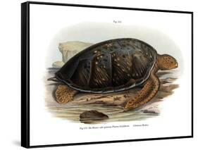 Green Turtle-null-Framed Stretched Canvas