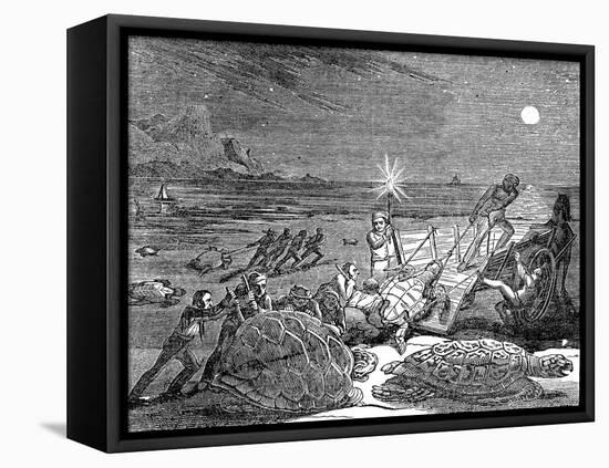 Green Turtles and Loggerhead Turtles Captured on Coast of Cuba, 1832-null-Framed Stretched Canvas
