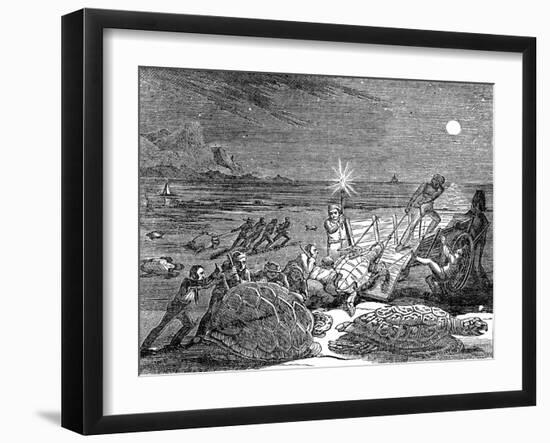 Green Turtles and Loggerhead Turtles Captured on Coast of Cuba, 1832-null-Framed Giclee Print