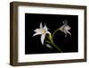 Green twins-Marco Carmassi-Framed Photographic Print